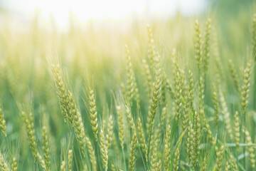 初夏の晴れ間の光と小麦