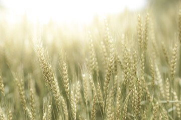 初夏の晴れ間の光と小麦