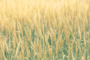 初夏の晴れ間の光と小麦