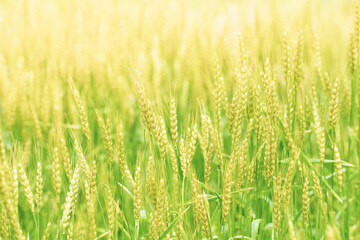 初夏の晴れ間の光と小麦