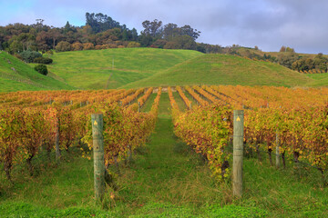 Rows of grape vines on a vineyard in Hawke's Bay, New Zealand, in autumn 
