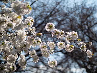 新宿御苑の桜