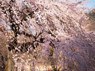 新宿御苑の桜