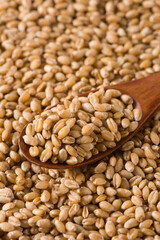 Uncooked bulgur wheat seed. Background and texture.