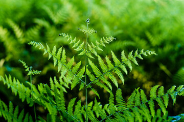 Detail of a field of ferns, a vascular seedless plant, in a rural area of Galicia (Spain) - obrazy, fototapety, plakaty