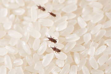 Close up of adults rice weevils on rice grains.
