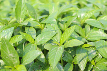 green color jute farm on field