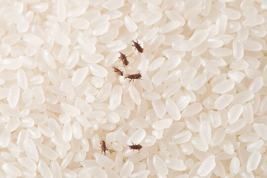 Close up of adults rice weevils on rice grains.