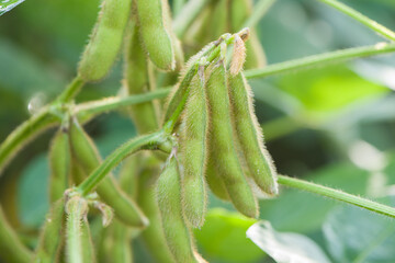 green soybean pods plant detailed in the field