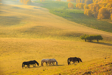 a group of horses eating on the Daba golden grassland in Inner Mongolia in  autumn like a beautiful Aestheticism paiting