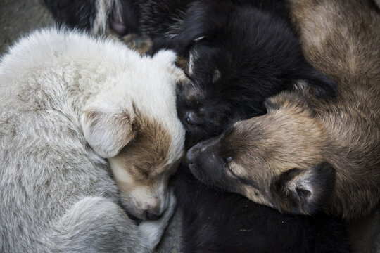 three lovely curled up sleeping dogs of different colors