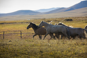 Several wild horses walking on the yellow grassland and remote mountais