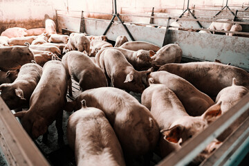 Meat industry and pig farm. The pigs at the pig farm are eating and sniffing in pens.