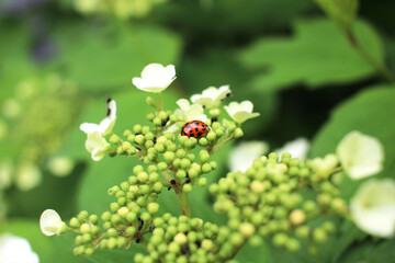 Obraz na płótnie Canvas ladybug on white viburnum flowers