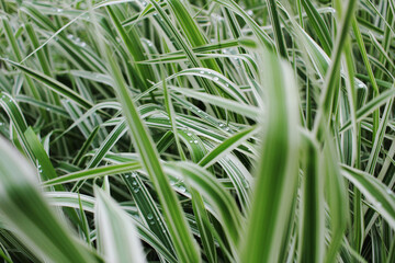 green beautiful spring grass and dew