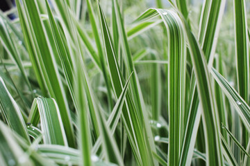 green beautiful spring grass and dew