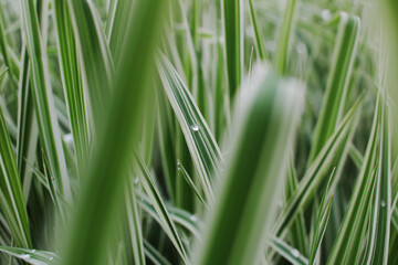 green beautiful spring grass and dew