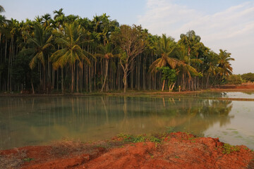 Water reflection of Bamboo trees farming season time side angle