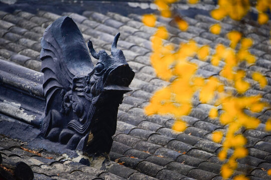 The characteristic eaves Animal sculpture and golden ginkgo leaves of ancient buildings of Nanjing Normal University