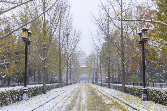 Simon snow in Beijing ditan park avenue