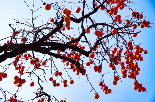 The red persimmon persimmon trees with blue sky