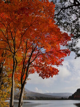 紅葉