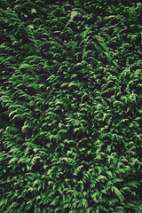 Green fir background texture. Nature backdrop wallpaper