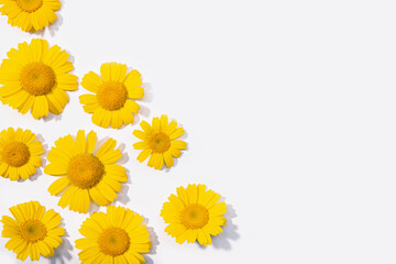 Group of Yellow daisy flower isolated on white background. Spring composition frame. Copy space