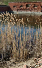 Feather grass against the background of the ruined fort in the city of Baltiysk, Kaliningrad region.