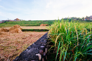 Beautiful landscape. Rice field and houses on horizon.