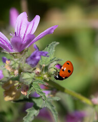 Obraz na płótnie Canvas ladybug on flower swaying in the wind