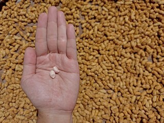 Drying fresh peanuts under the sun.