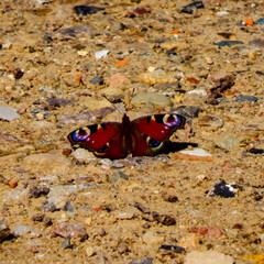 butterfly on the sand