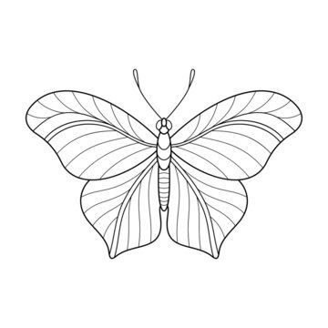 Black and White Cartoon Contour Striped Butterfly for Coloring Book. Isolated Object Uncolored Hand Drawing Cute Butterfly.