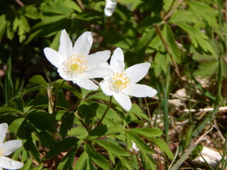 white flowers