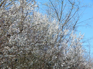 tree blossom