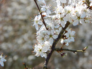 cherry tree blossom