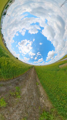 麦畑を見上げると青空と雲
Looking up at the wheat field, the blue sky and clouds
