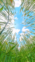 麦畑を見上げると青空と雲
Looking up at the wheat field, the blue sky and clouds
