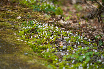 moss on the rock
