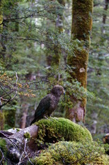 Kea, wild parrot endemic to New Zealand, March 2016