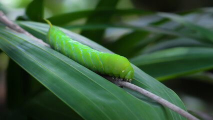 Green caterpillar is perched on a leaf.[16:9]
