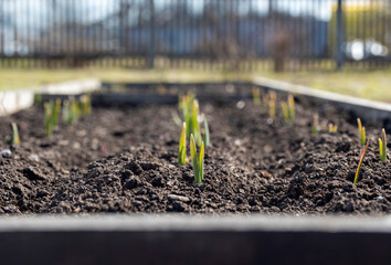early spring shoots in the garden