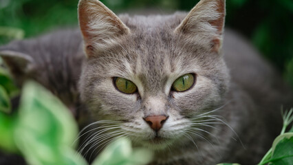 Gray domestic cat walks on green grass