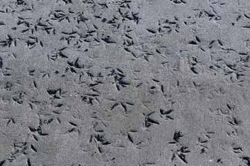 Bird footprints or indentations in the sand