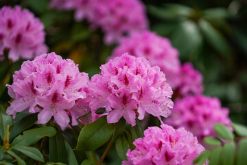 pink flowers