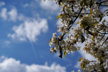 spring in the sky