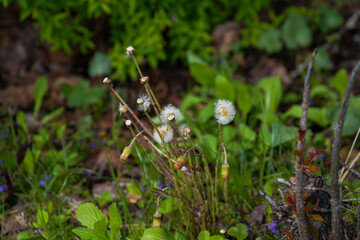 flowers in the grass