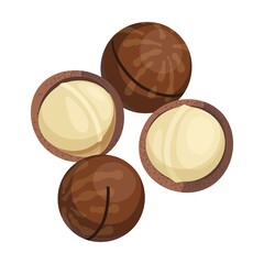 sweet macadamia Raw nut. Vector illustration of food. Cartoon almond, hazelnut, pistachio, macadamia, pecan, peanut isolated on white