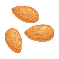 Raw nut, roasted almonds. Vector illustration of food. Cartoon almond, hazelnut, pistachio, macadamia, pecan, peanut isolated on white